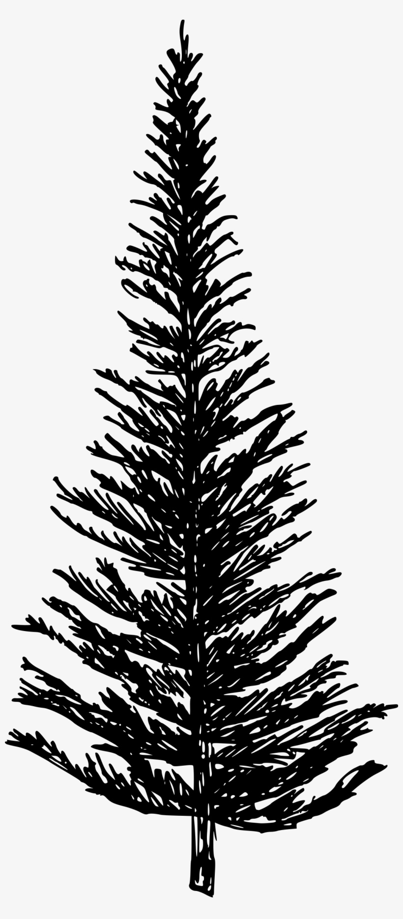 Free Download - Western Yellow Pine, transparent png #4382563