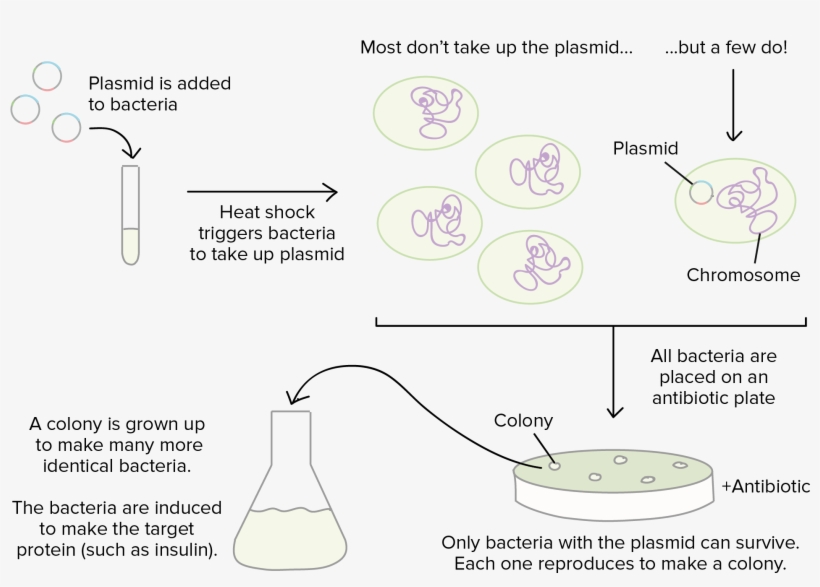 Bacteria - Free Transparent PNG Download - PNGkey