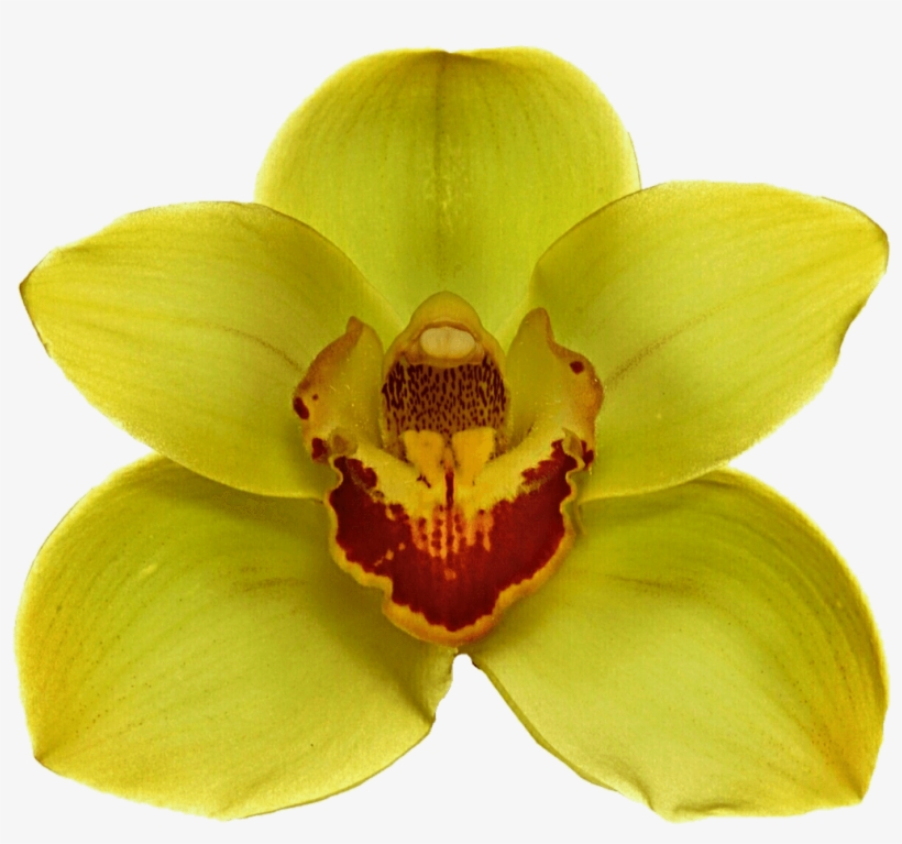 Yellow Orchid - Orquidea Amarilla Png - Free Transparent PNG Download -  PNGkey