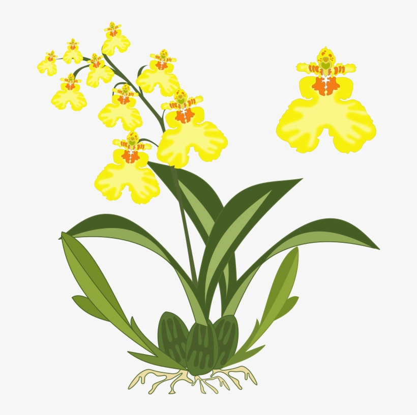 Orchid Plant Clipart, transparent png #447909