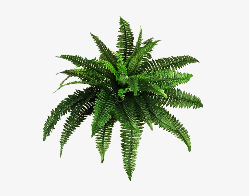 Fern Transparent - Plant Png Hd - Free Transparent PNG Download - PNGkey