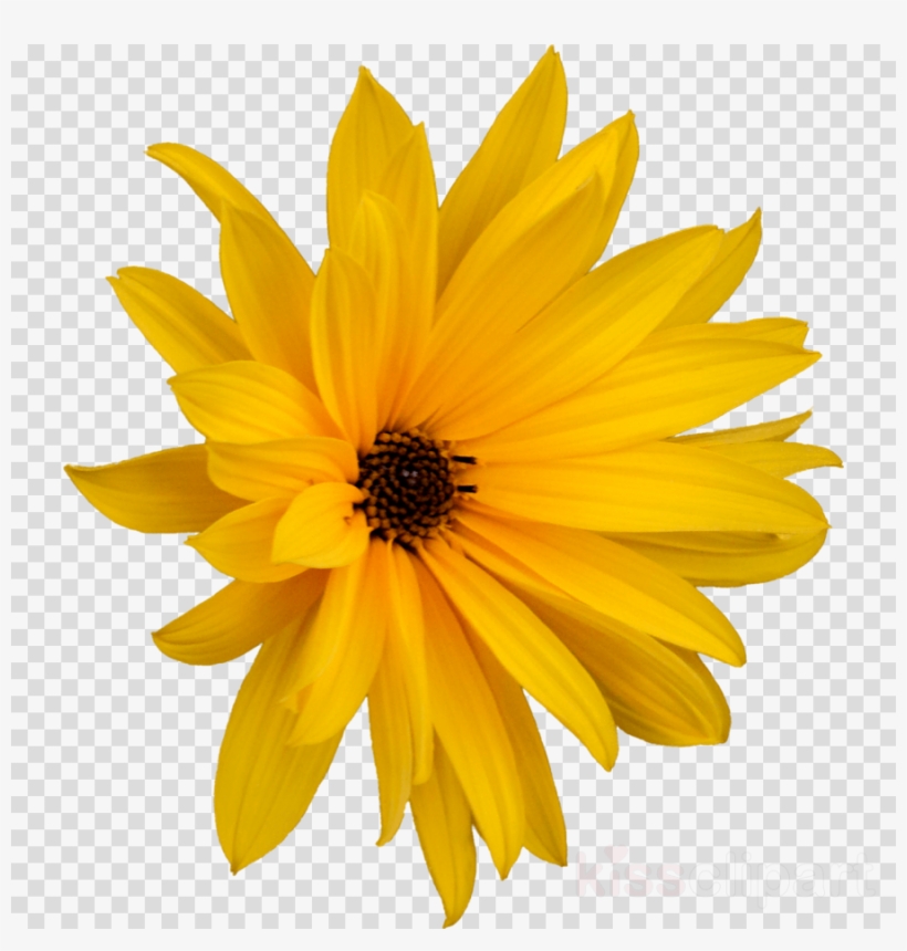 Margarita Flor Png Clipart Flower - Photoshop - Free Transparent PNG  Download - PNGkey