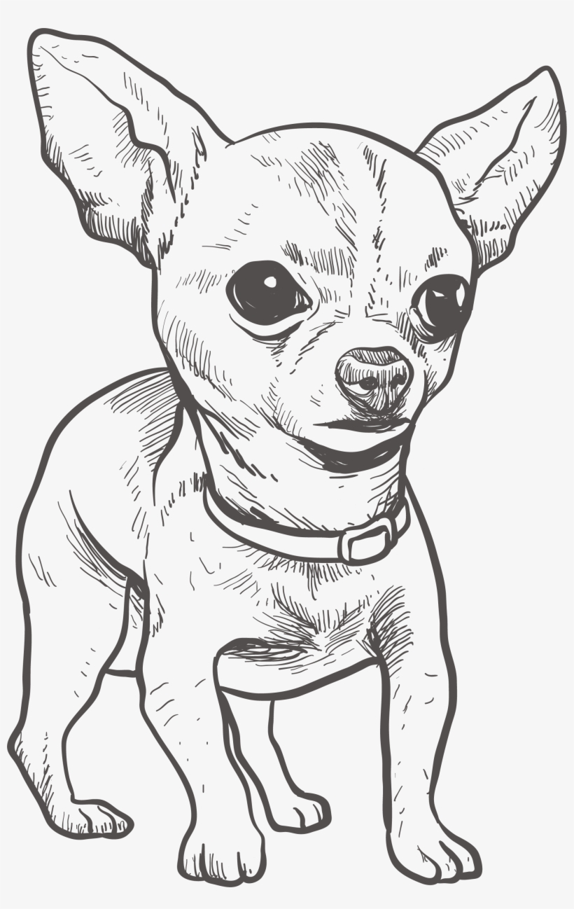 Chihuahua Puppy Drawing Illustration Chihuahua Drawing Free