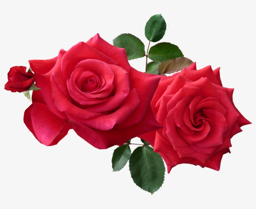 Rose Png - Roses Png - Free Transparent PNG Download - PNGkey