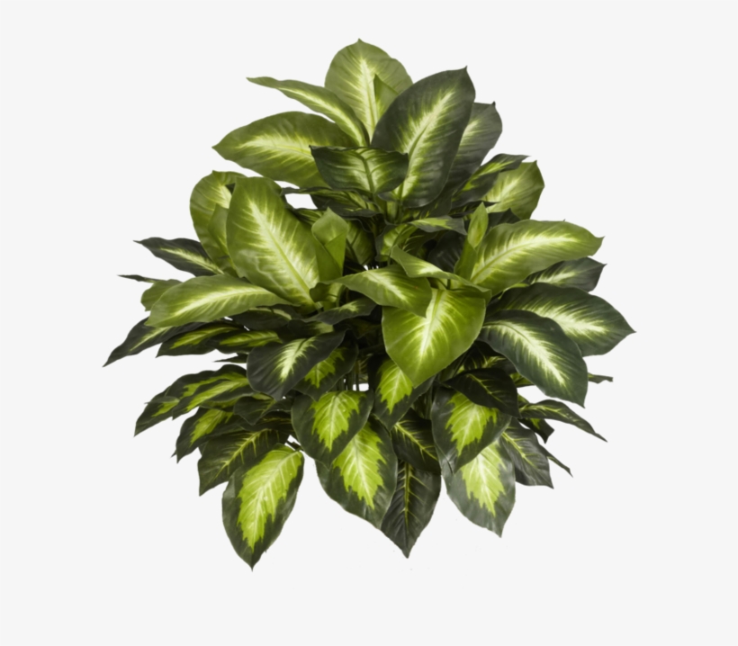 Indoor Plants Top View Png - Free Transparent PNG Download - PNGkey