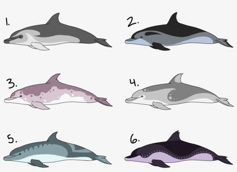 Banner Free Download Bottlenose Dolphin Adoptables - Dolphin Reference, transparent png #4823358