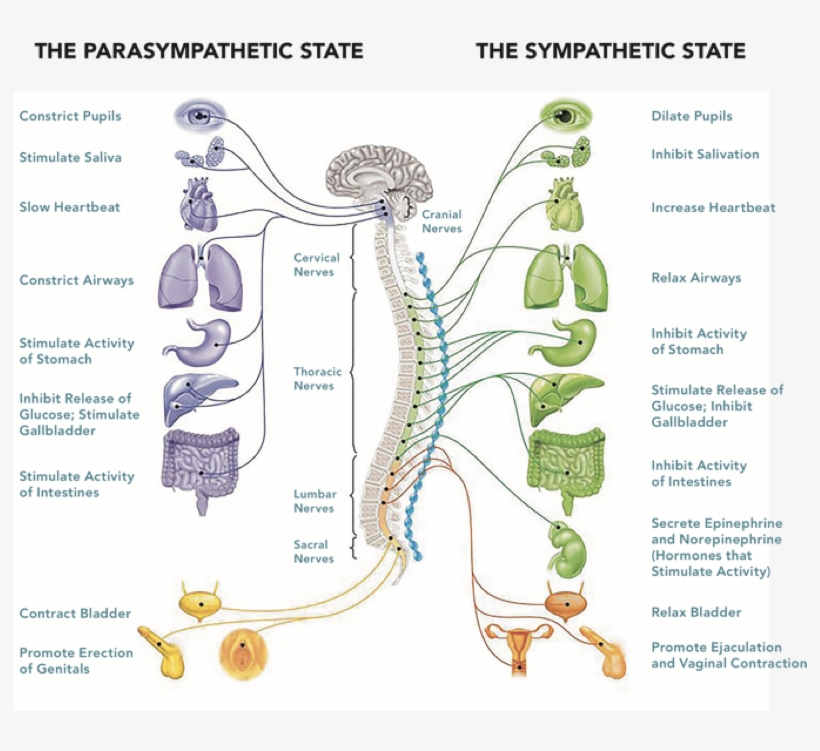 What Is Parasympathetic Nervous System