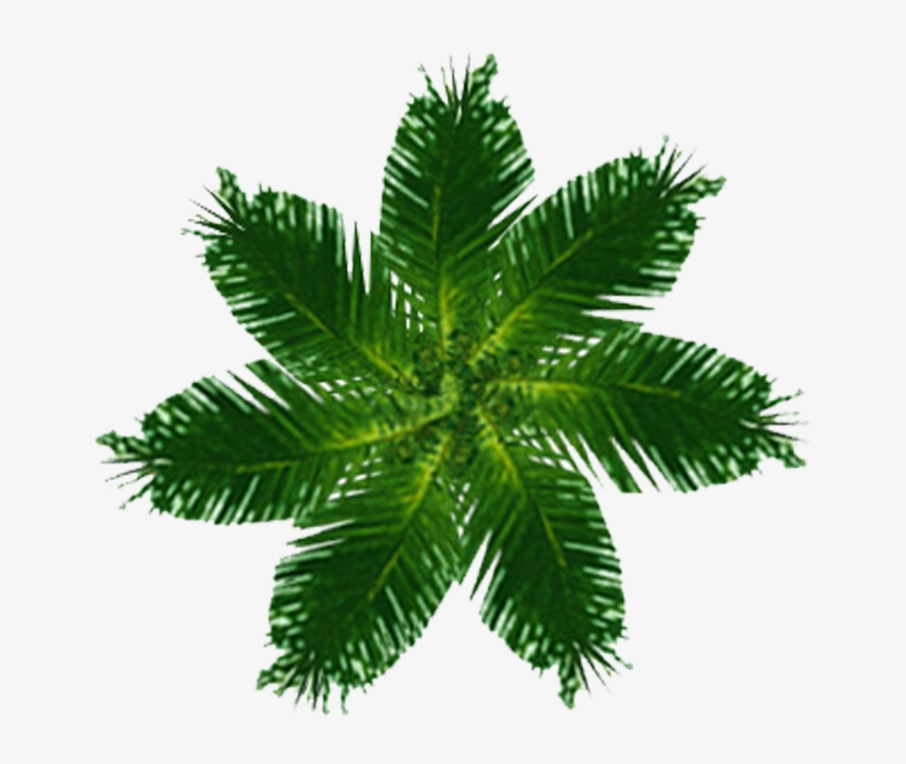 Palm Tree Plan View Png - Free Printable Housewarming Invitation Cards, transparent png #52168
