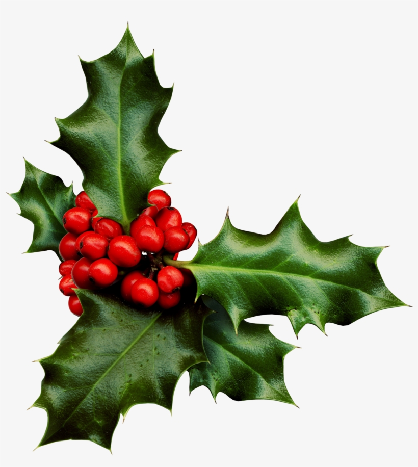 Holly Png Banner Black And White Library - Sprig Of Holly - Free ...