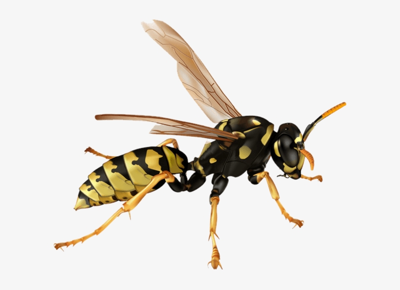 Killer Bee - Wasp Png, transparent png #5001827