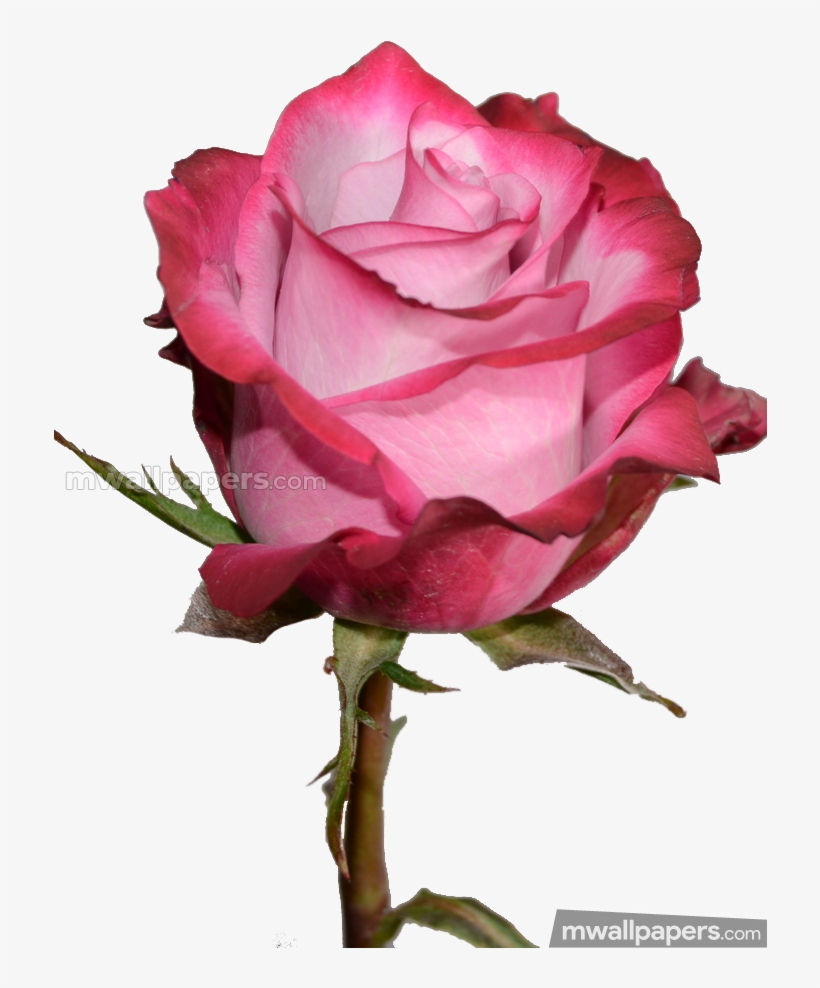 Roses Beautiful Hd Photos Rose Hd Wallpapers 1080p Free