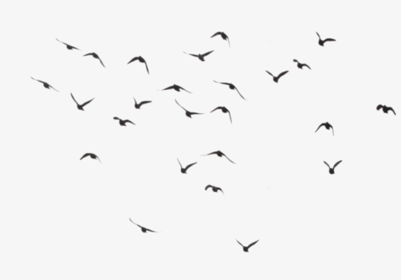 bird transparent tumblr