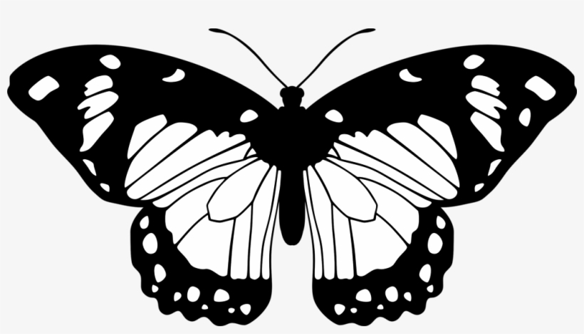 Transparent Background Butterfly Clipart Outline - bmp-now