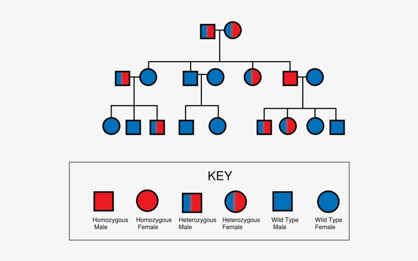 beta-thalassemia-pedigree-chart