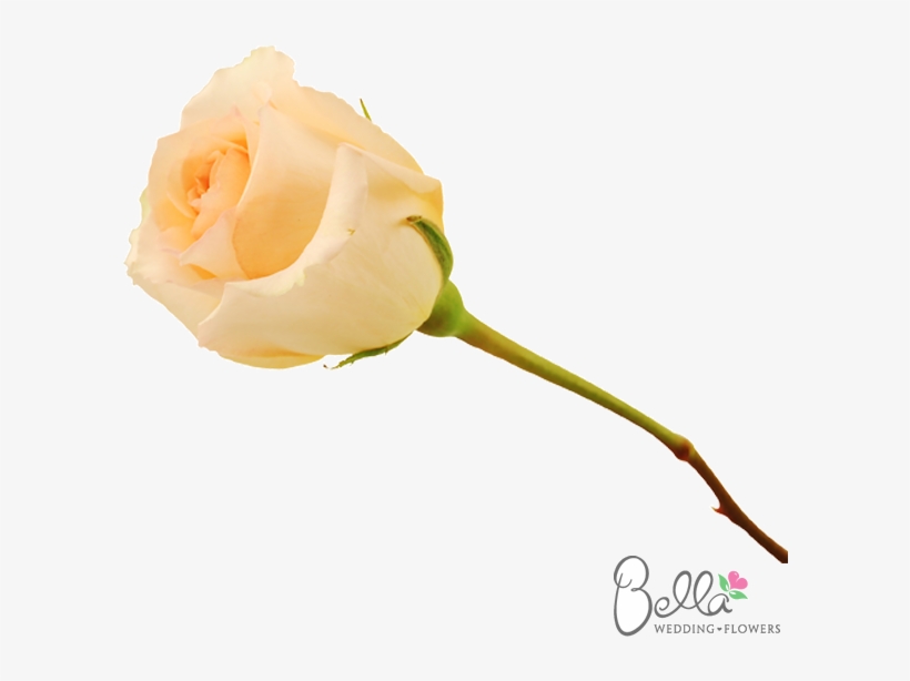 versilia are a gorgeous variety of peach rose and one wedding free transparent png download pngkey pngkey