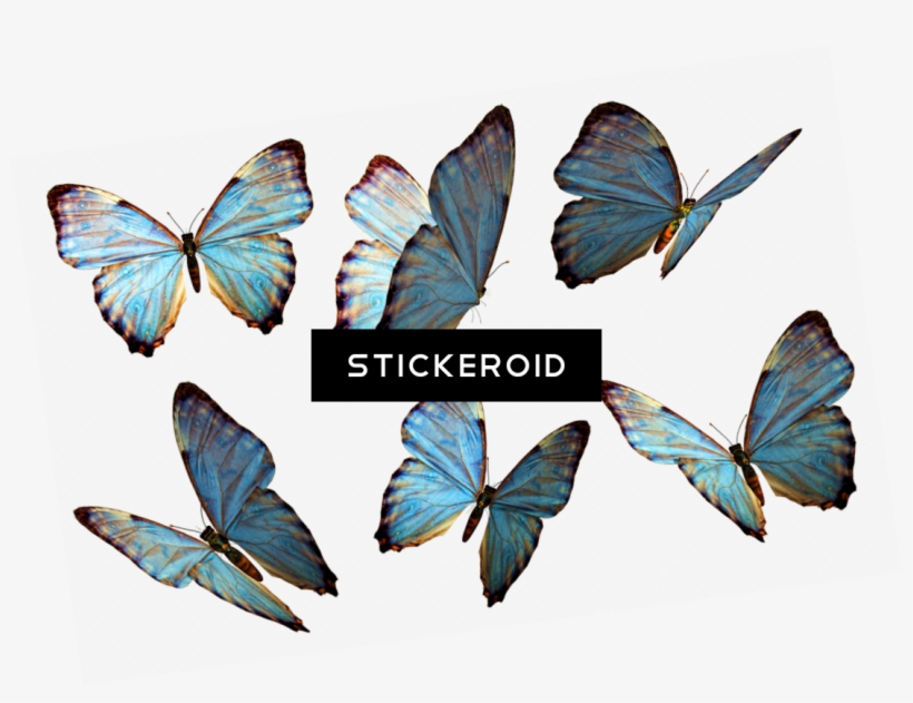 Butterflies - Floating Butterflies Png Transparent - Free Transparent ...