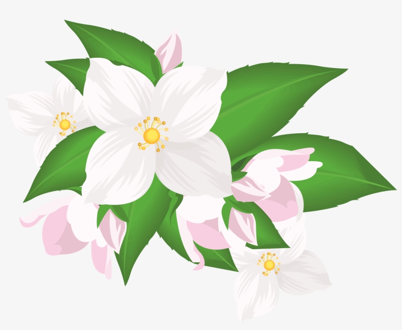 White Flower Clipart Png - Free Transparent PNG Download - PNGkey