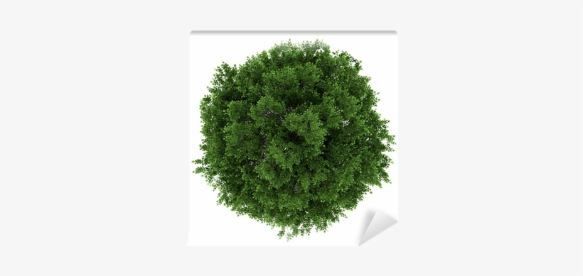 Top View Of Small-leaved Lime Tree Isolated On White - Tilia Cordata Top View, transparent png #543418