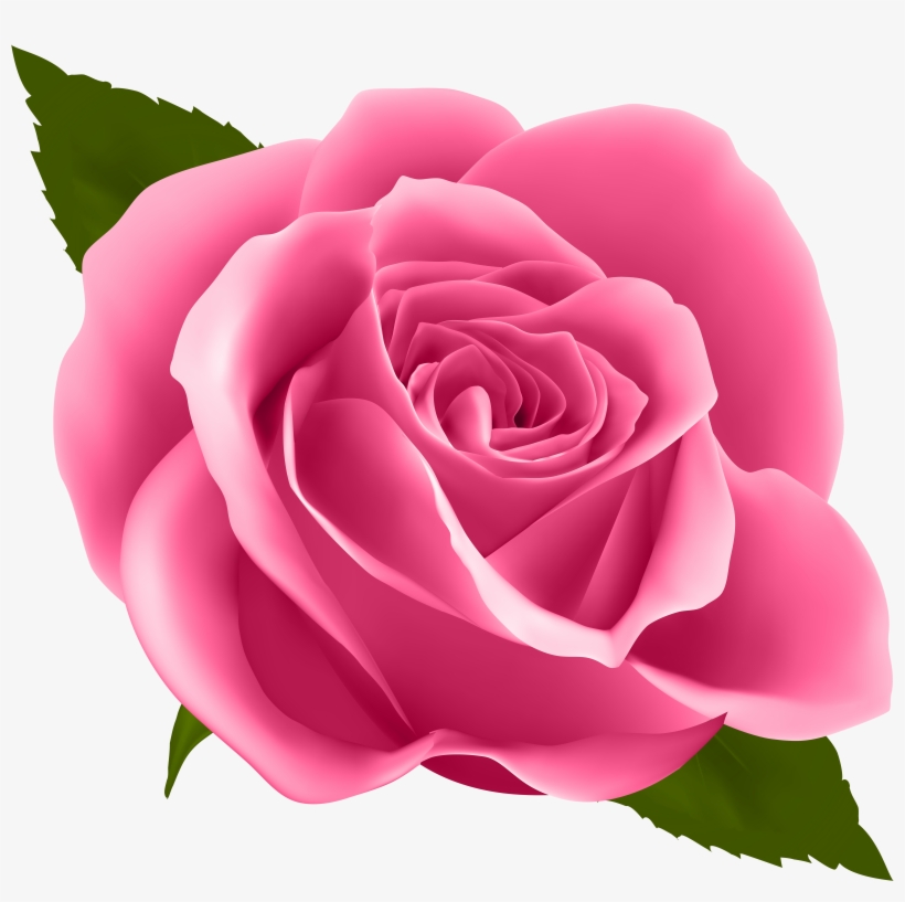 Pink Rose Png - Free Transparent PNG Download - PNGkey