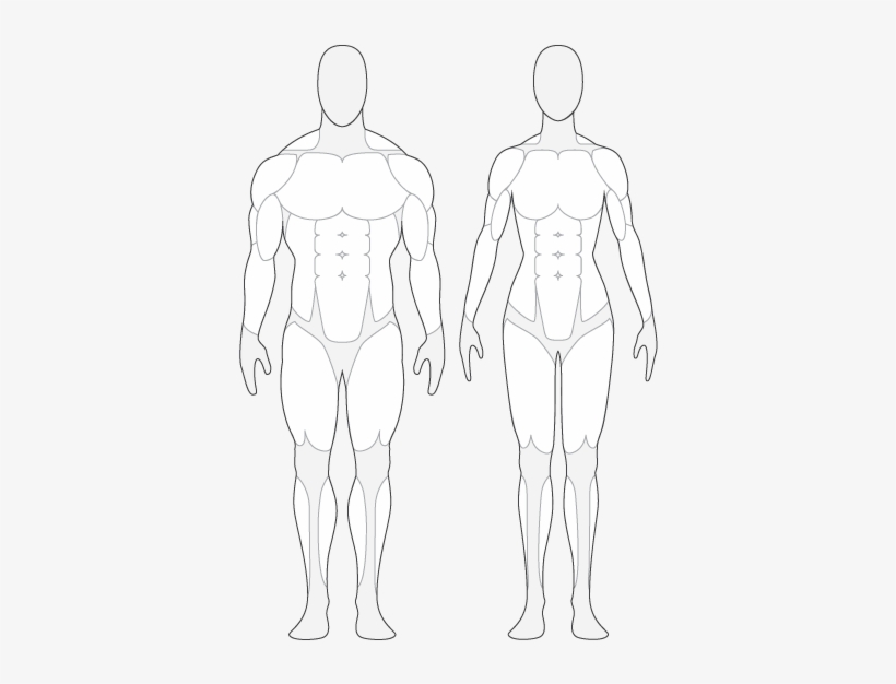 drawing of human body front and back