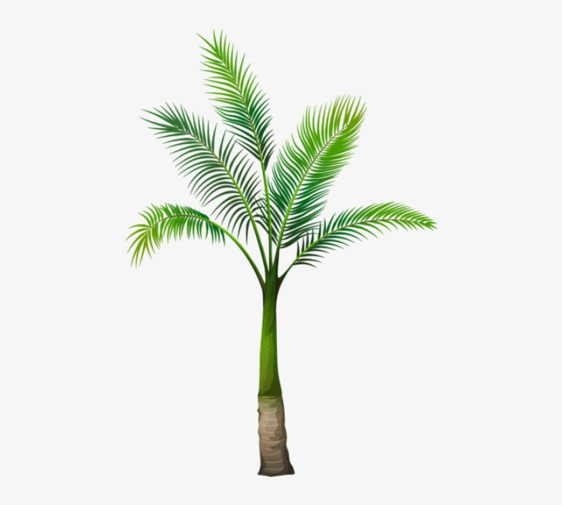 Free Png Palm Tree Png Images Transparent - Palm Tree Without Background - Free  Transparent PNG Download - PNGkey