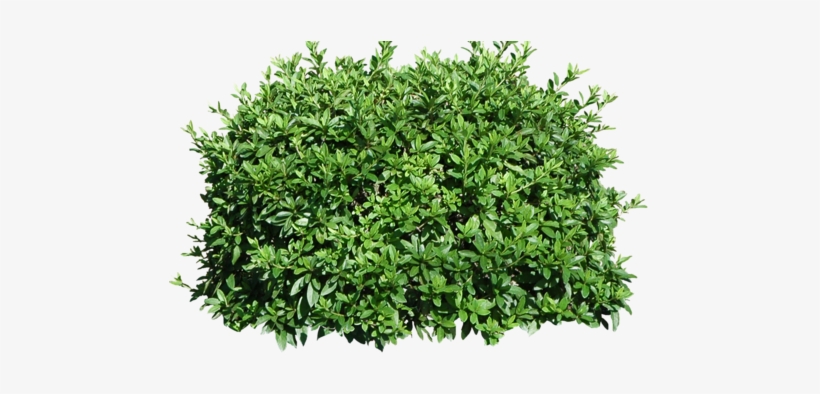 Visit - Fortnite Bush Transparent Background - Free Transparent PNG ...