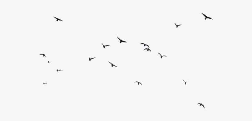 Birds Transparent - Flock - Free Transparent PNG Download - PNGkey