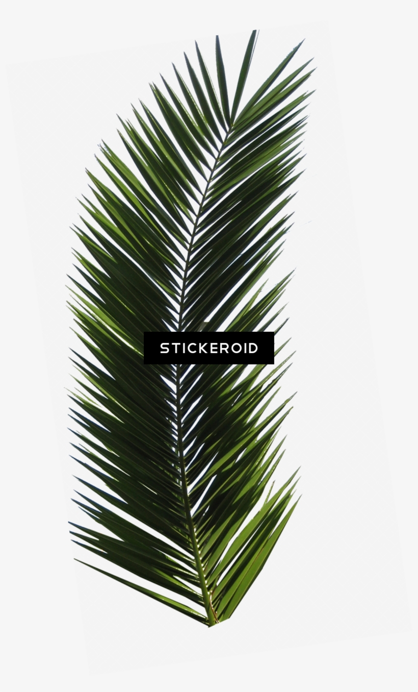 Palm Tree - Palm Tree Leaf - Free Transparent PNG Download - PNGkey