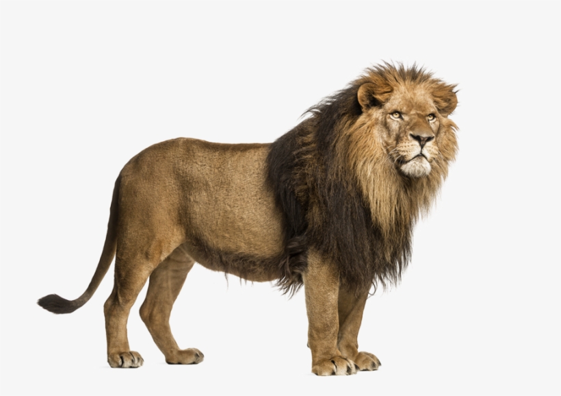 Png Images All File - Lion With A Transparent Background - Free ...