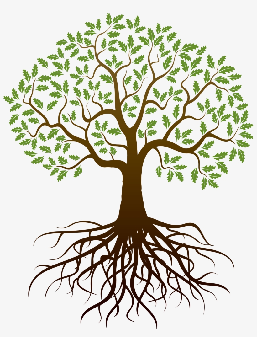 Drawing Tree Root - Arbol Con Raices Dibujo - Free Transparent PNG Download  - PNGkey
