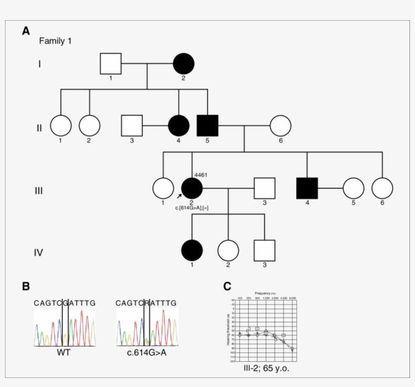 The Family Tree Of Patient 4461 (a 65- - Diagram - Free Transparent PNG ...