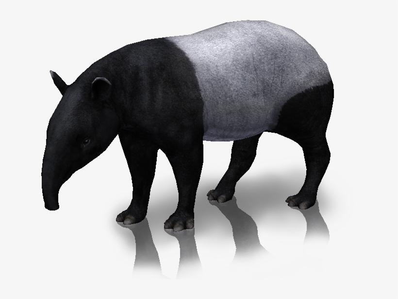 Snap Image Tapir And Porcupine Rio Wiki Fandom On Pinterest Zoo Tycoon 2 Tapir Free Transparent Png Download Pngkey - tycoon roblox wikia fandom