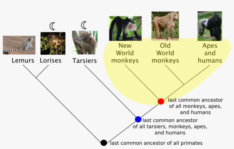 fig - 1 - 17 - Phylogenetic Trees - Clade - Free Transparent PNG ...