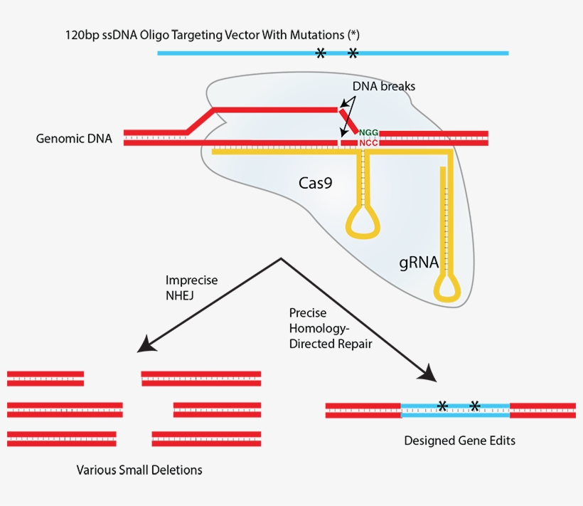 Double Strand Breaks Induced By S - Crispr Nhej Vs Hdr - Free ...