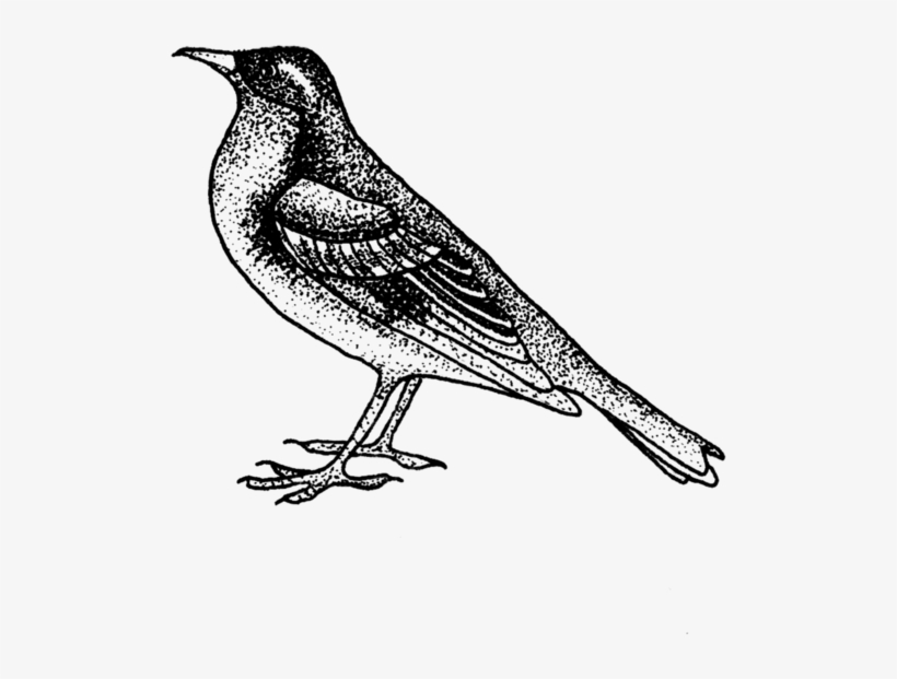 Songbird - Sketch Of Flora And Fauna - Free Transparent PNG Download ...