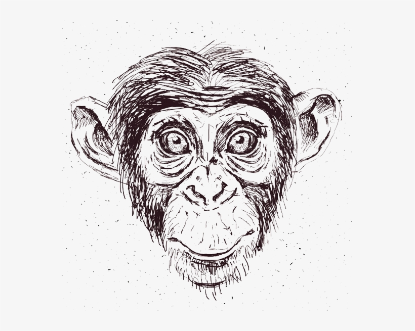 Chimp - Free Transparent PNG Download - PNGkey