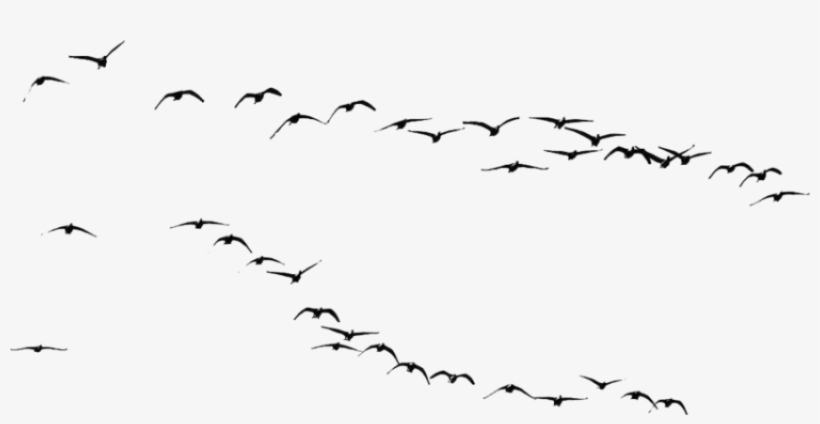 Flying Crows Png Download - Immagini Uccelli Png - Free Transparent PNG ...