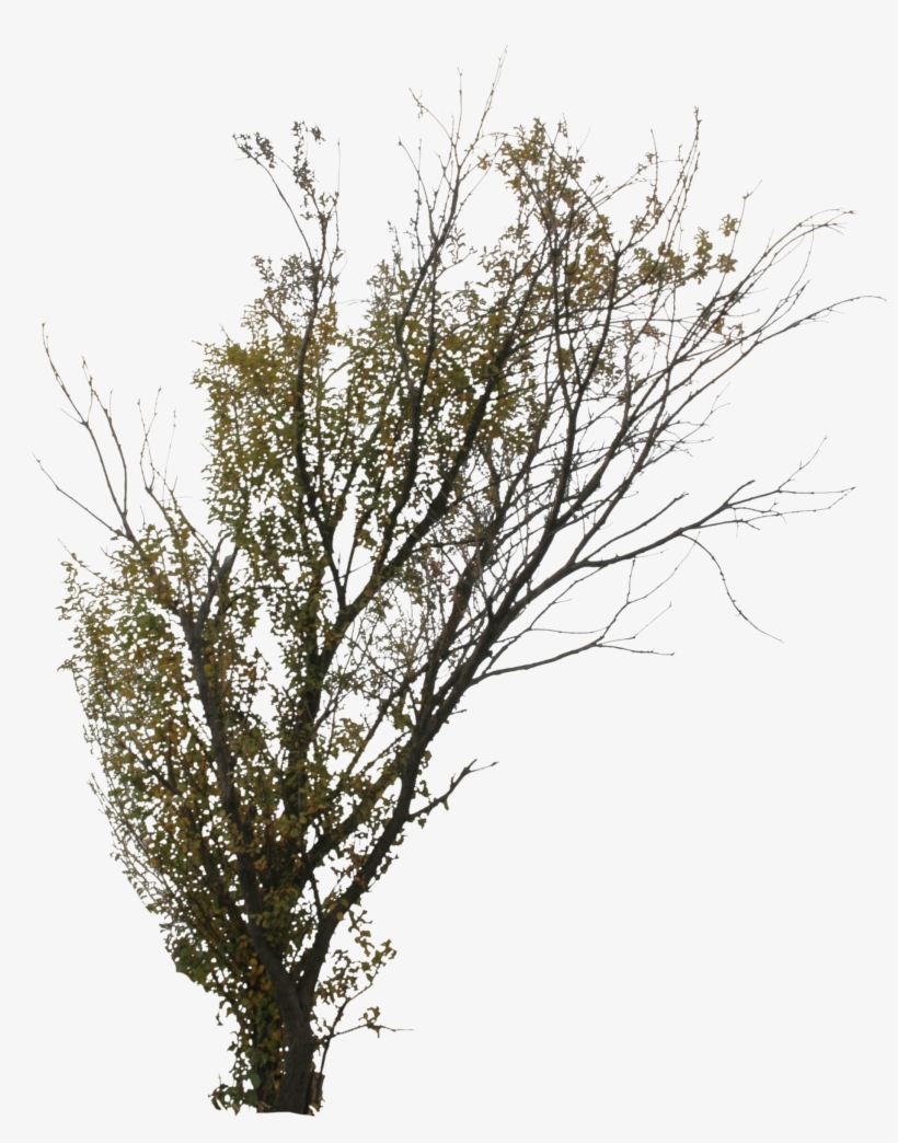 2d Trees Autumn Transparent Png Birch Trees Free Transparent Png Download Pngkey