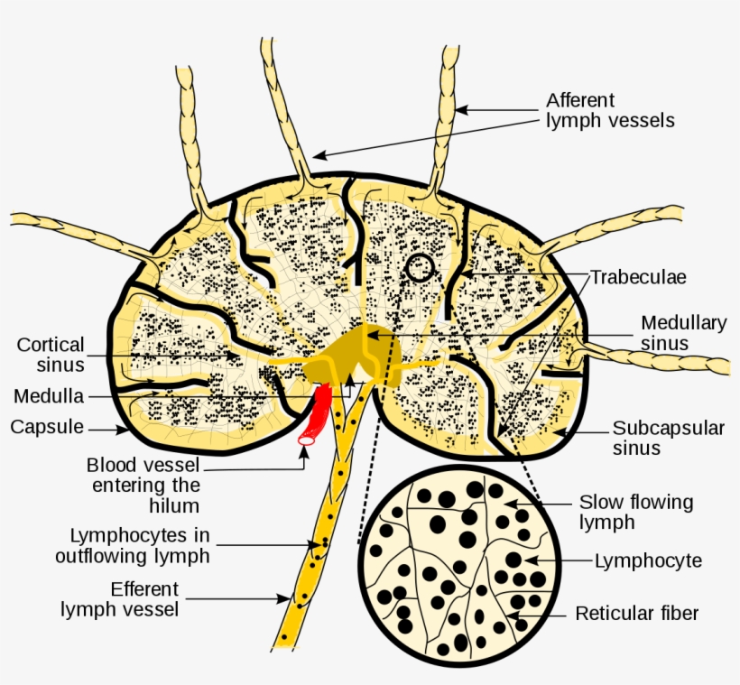 Tumor Drawing Grey's Anatomy - Free Transparent PNG Download - PNGkey