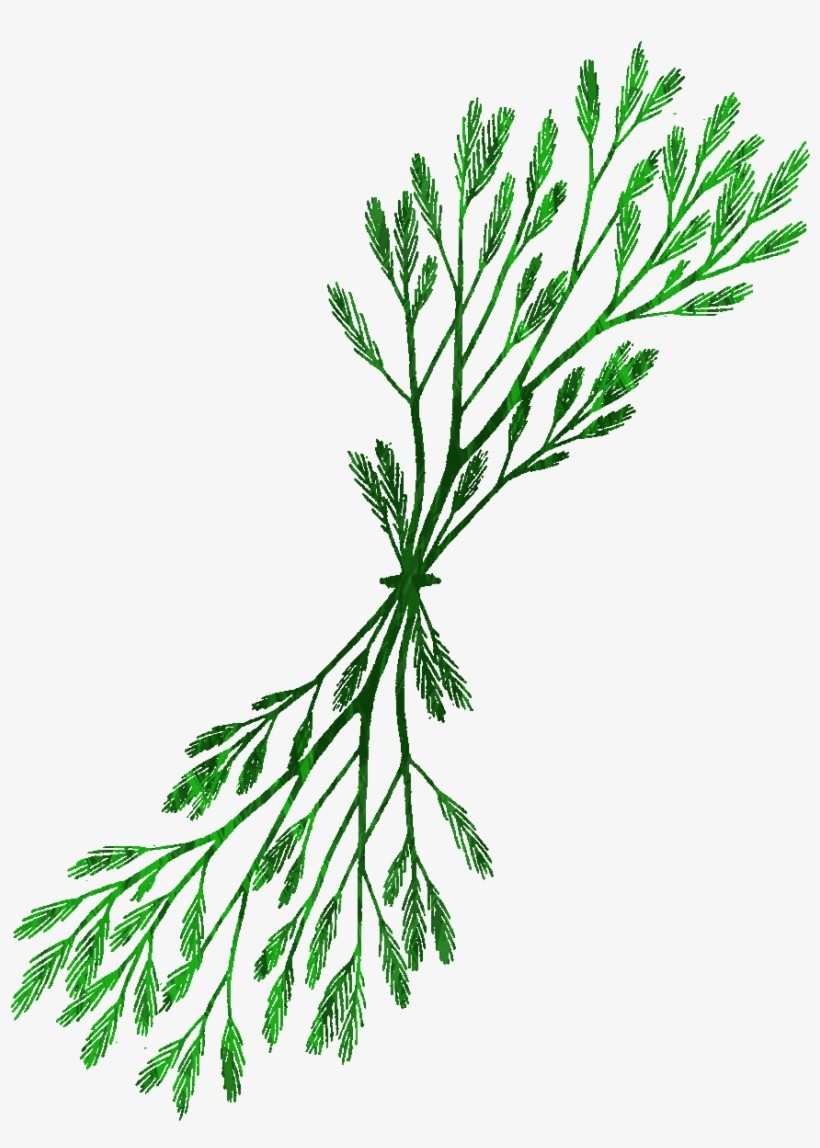 Kelp Clipart At Getdrawings - Drawing - Free Transparent PNG Download ...