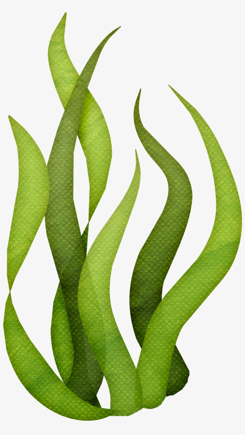 Download Svg Transparent Library Seaweed Algae Clip Art Ocean Seaweed Clipart Free Transparent Png Download Pngkey