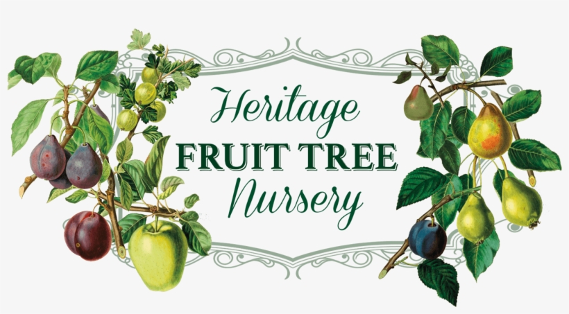 Heritage Fruit Tree Nursery Logo - Giclee Painting: Withers ...