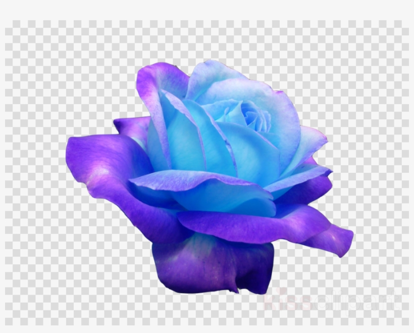 Transpa Flowers Blue Clipart Blue Rose Flower Flower ...