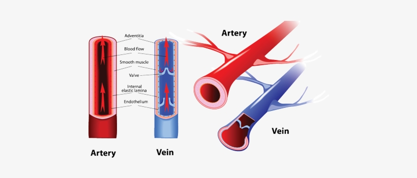 Muscle Veins Png Png Royalty Free - Arteries And Veins - Free ...