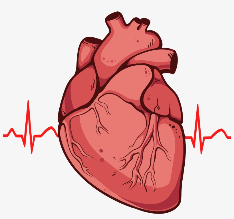 Simple heart diagram | Simple heart diagram labeled | Human heart diagram | Human  heart diagram, Heart diagram, Simple heart diagram