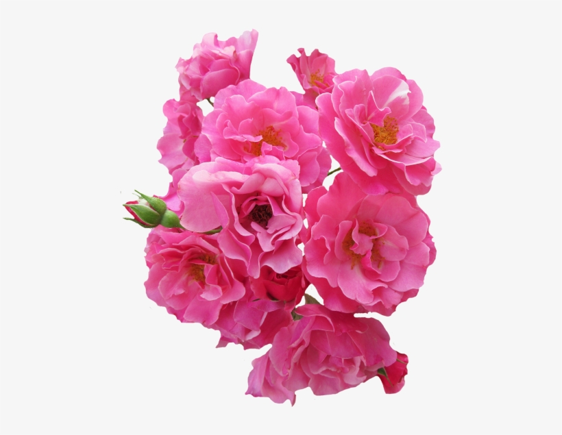 Bunch Pink Rose Flower Png Image - Flores Rosadas En Png - Free Transparent  PNG Download - PNGkey