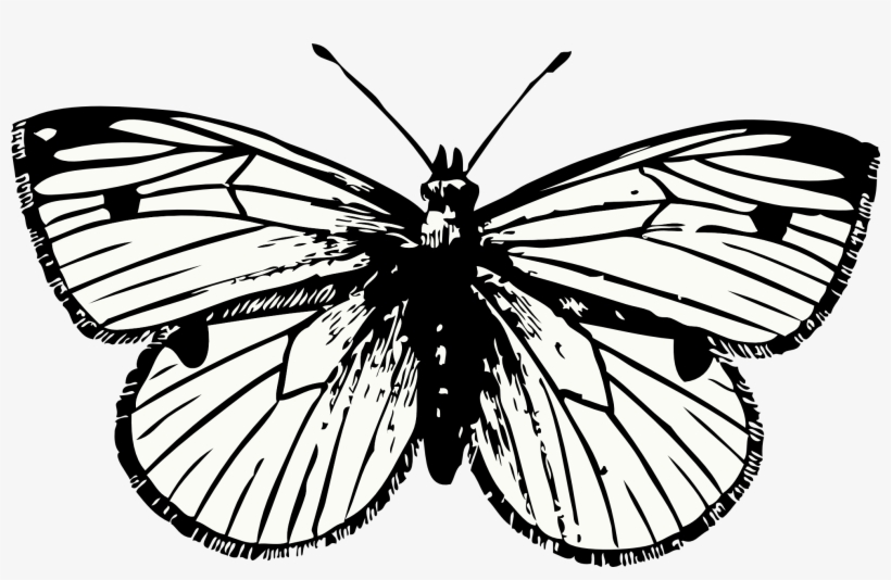 Butterfly Tattoo Png - Pobarvanke Metulji - Free Transparent PNG ...