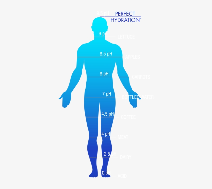 Drink Perfect Water Water In Human Body Png Free Transparent Png Download Pngkey