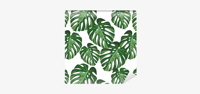 Monstera Palm Leaves On The White Background - Monstera Plant Background, transparent png #732210