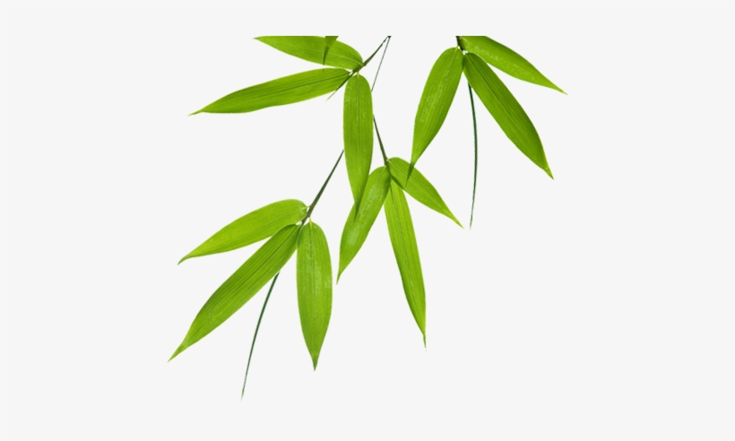 Bamboo Leaves Png Free Transparent Png Download Pngkey